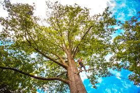 Best Tree Health Inspection  in Clinton, TN